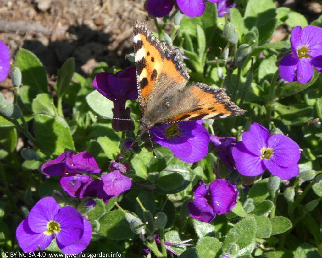 Several small purple flowers with a Painted Lady Butterfly on one, which is black and orange.