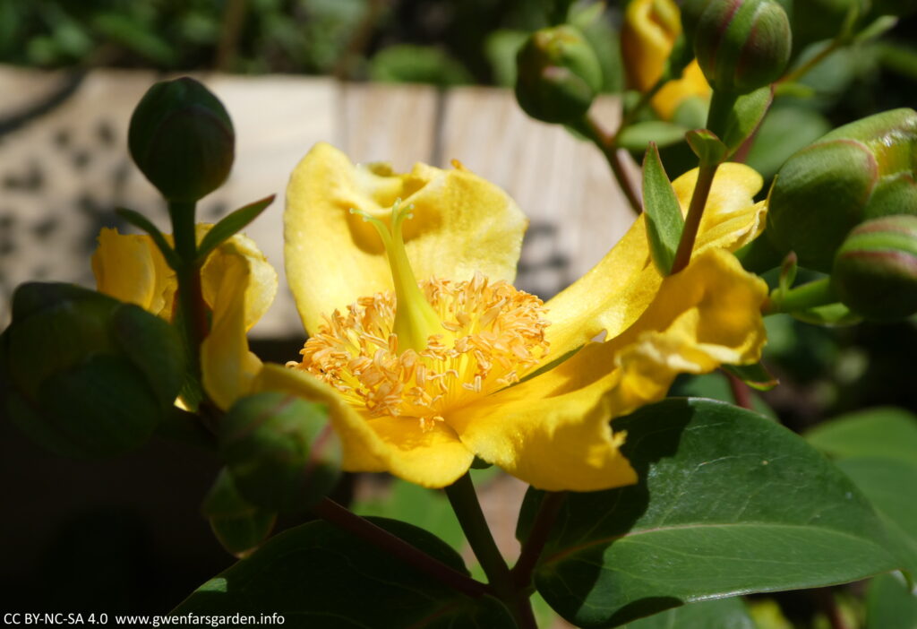 Looking at a yellow flower that saucer-shaped, from the side angle. You can see a tall yellow Pisil in the middle (female parts) and lots of light-orange stamens underneath it. It is surrounded by closed green buds and dark green foliage.