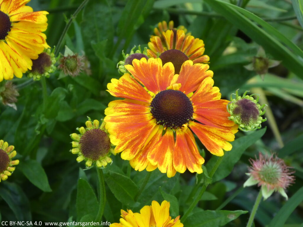 A larger daisy-like flower with flame orange and yellow petals and a blackish middle.