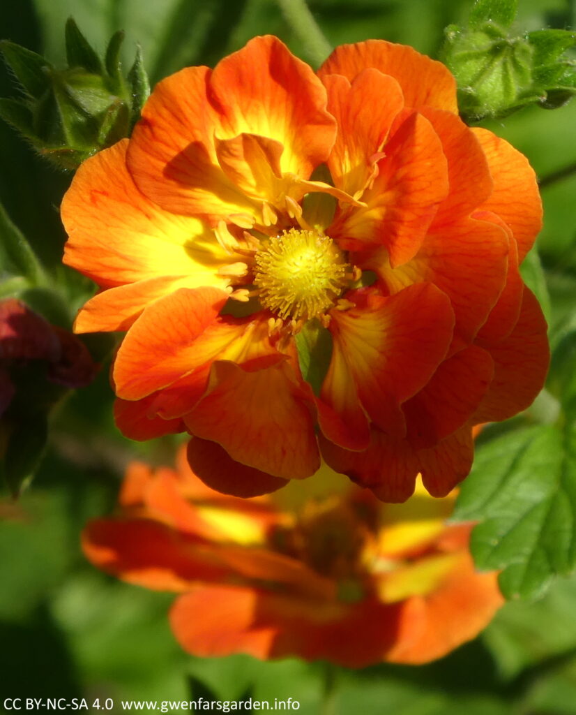 A single flower that has several layers of petals, with the top layer showing the brilliant orange and yellow markings.