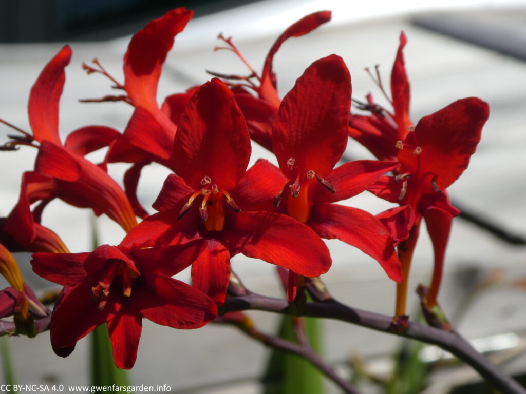 Several deep red upright flowers.