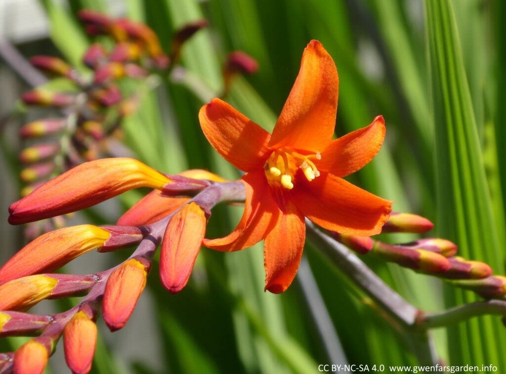 A single open orange flower with lots of unopened flowers beside it.