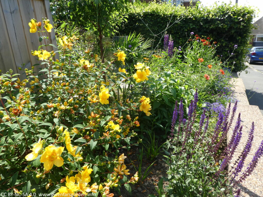 An view of the street-facing edge of the front garden. In the forfront is a bush with bright yellow flowers and to its right, a perennial with 30cm long stalks of purple flowers. Behind are flowers of other colours including orange and red, as well as a thick green beech hedge.