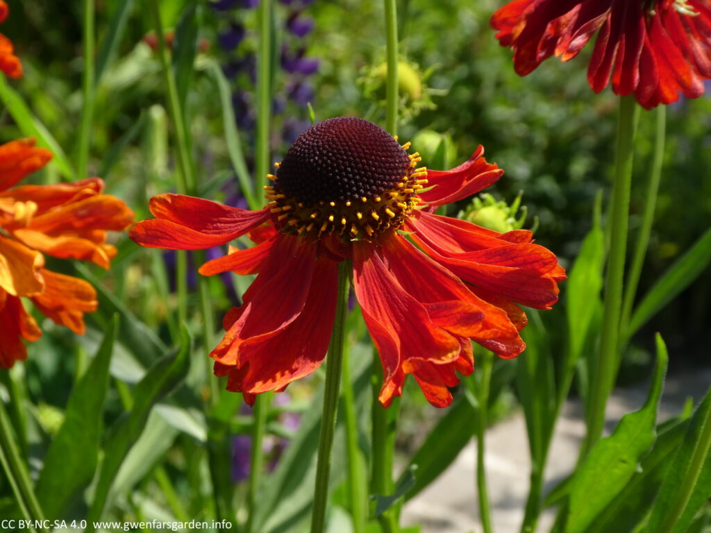 A beautiful red flower with it's petals hanging below in a relaxed fashion, from the centre part, which has yellow stamens and pistols around it's edge, and is black in the middle.