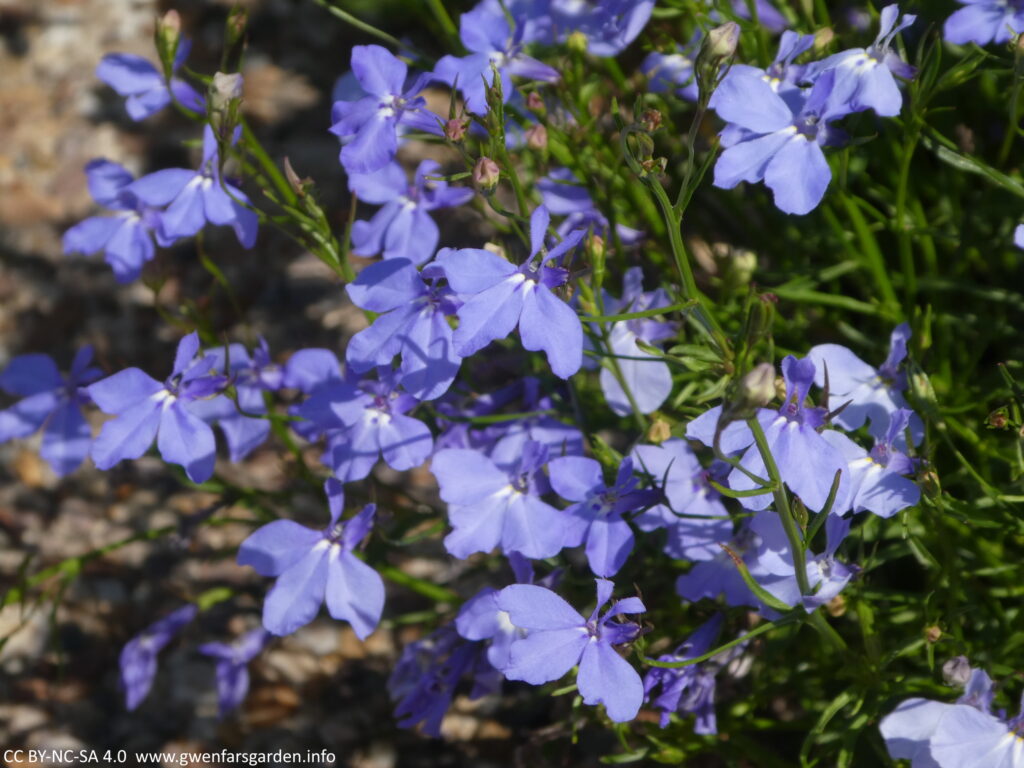 A clump of small sky-blue flowers