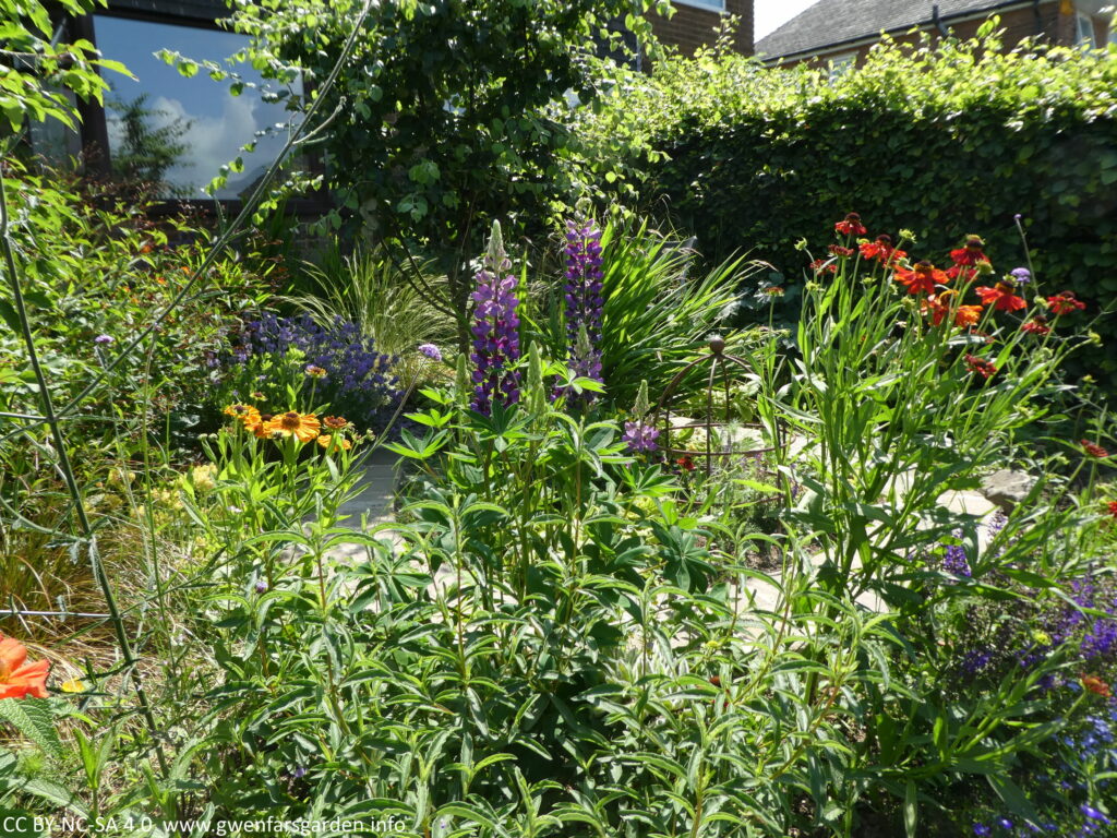 A snapshot of part of the front garden at the end of the month, with lots more growth and a mix of orange, red, purple and blue flowers.