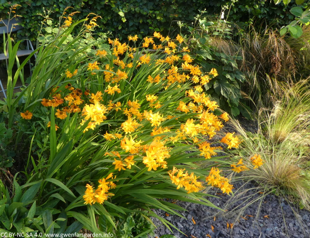 Multiple stems of star-shaped yellow-orange flowers. Along with the stems of flowers, you can see the green sword-shaped leaves of the plant. Beside these are other plants including a mix or ornamental grasses, and orange flowers.