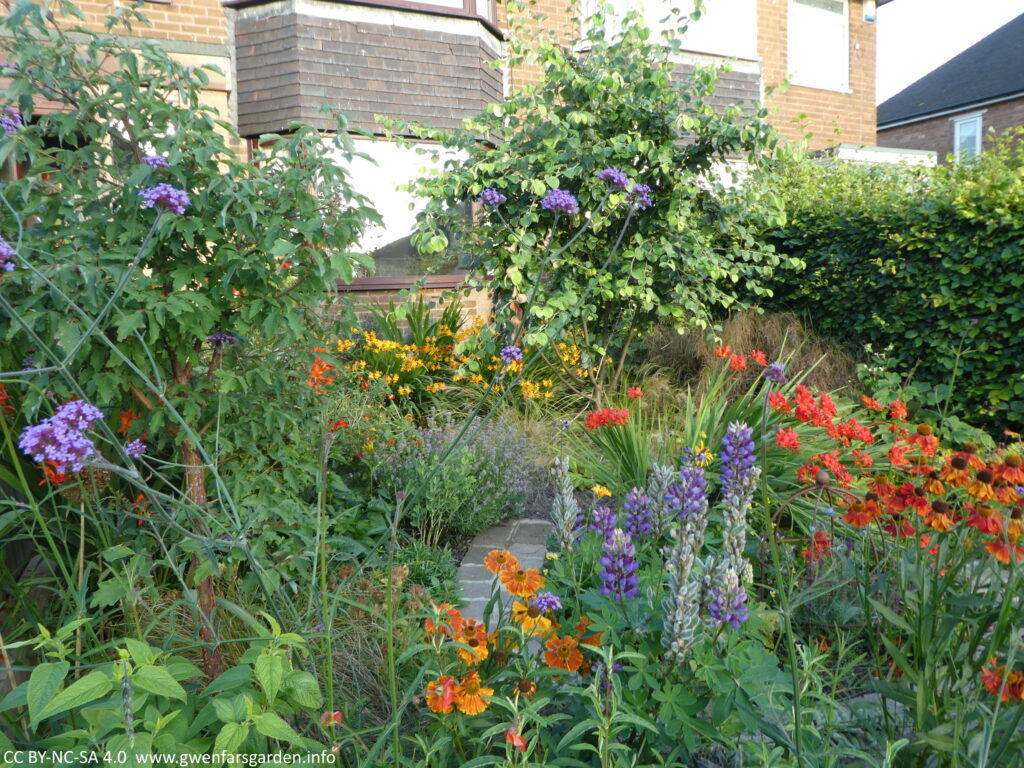 Looking from the left side of the footpath over the garden. A mix of plants in blues, purples, reds, oranges and yellows, plus two young trees, a quince in the middle and a Acer griseum on the left.