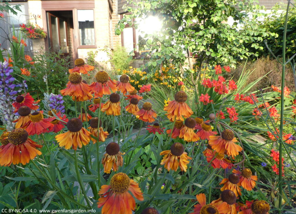 Multiple stems of flowers that are a mix of red, orange and burnt orange colours. This is the different stages of this plants' flowers. The newer flowers are deep red, then orange then burnt orange.