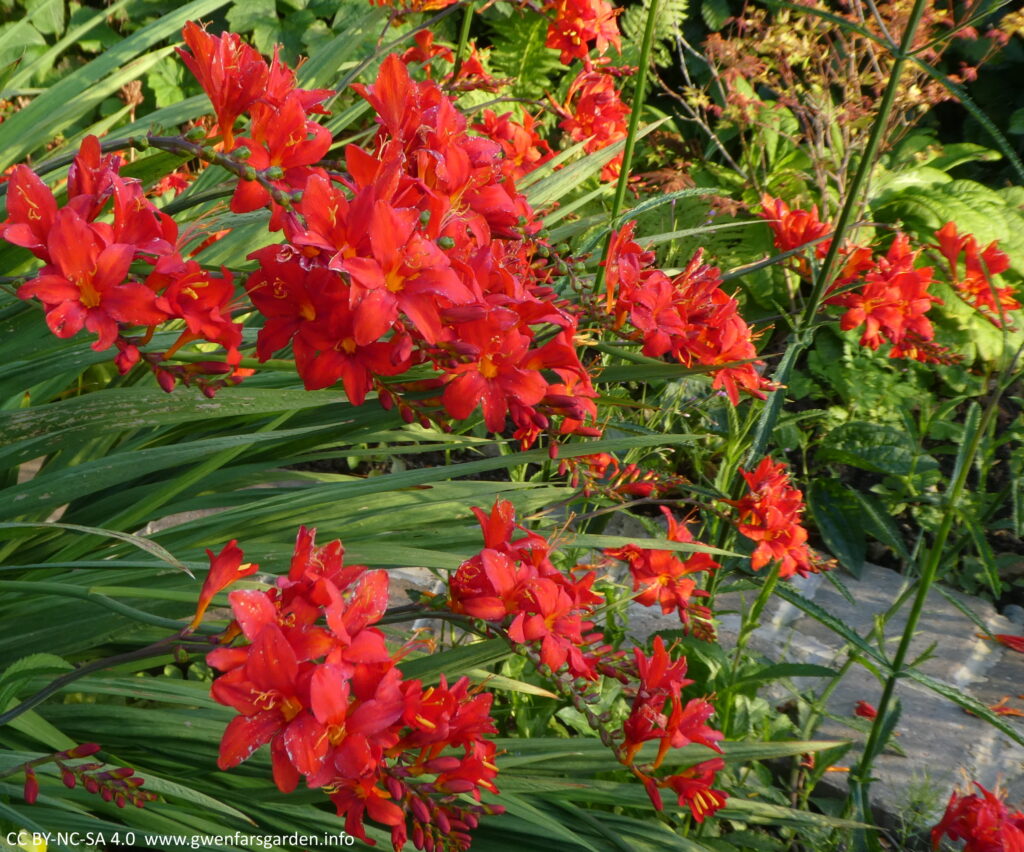 Several stems of star-shaped red flowers with orange sections in the middle of the flowers. Along with the stems of flowers, you can see the green sword-shaped leaves of the plant.