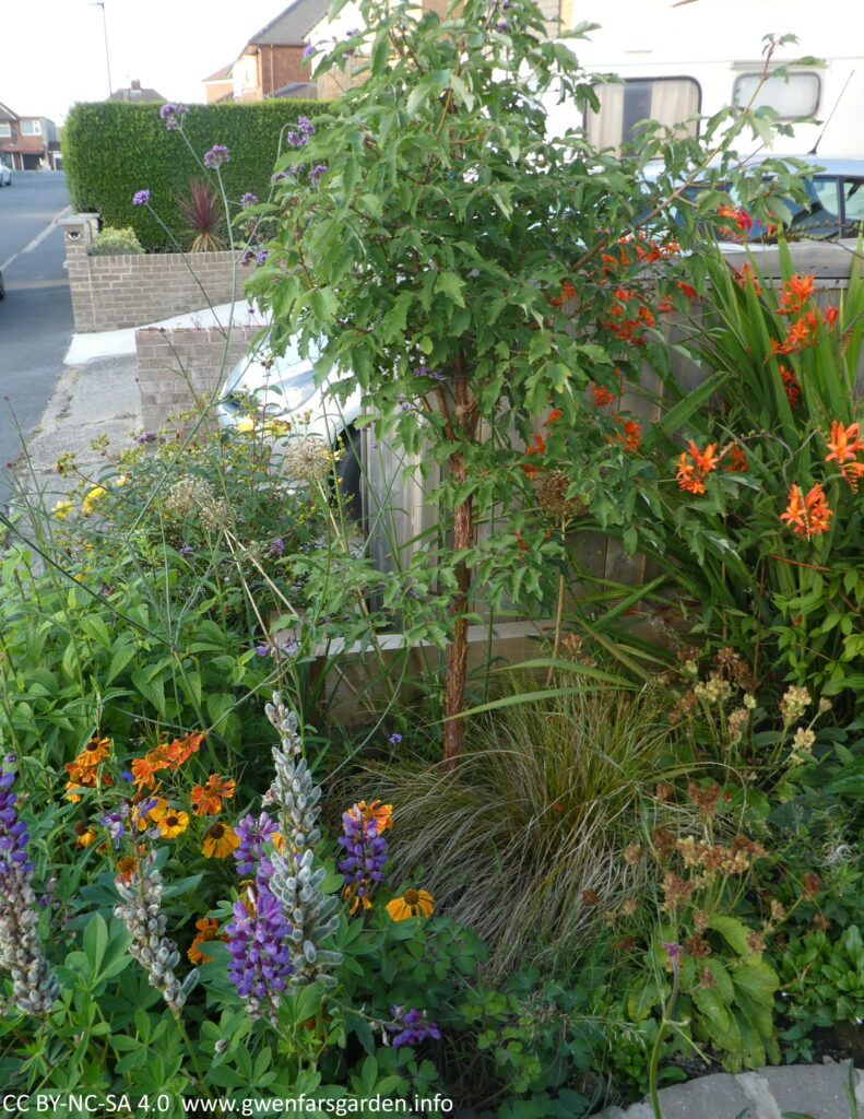 A section of the front garden, focusing on the young Acer griseum tree in the middle of the photo. If you look close you can see the mix of peeled back bark along the trunk. To either side and under the tree are grasses and flowering perennials.