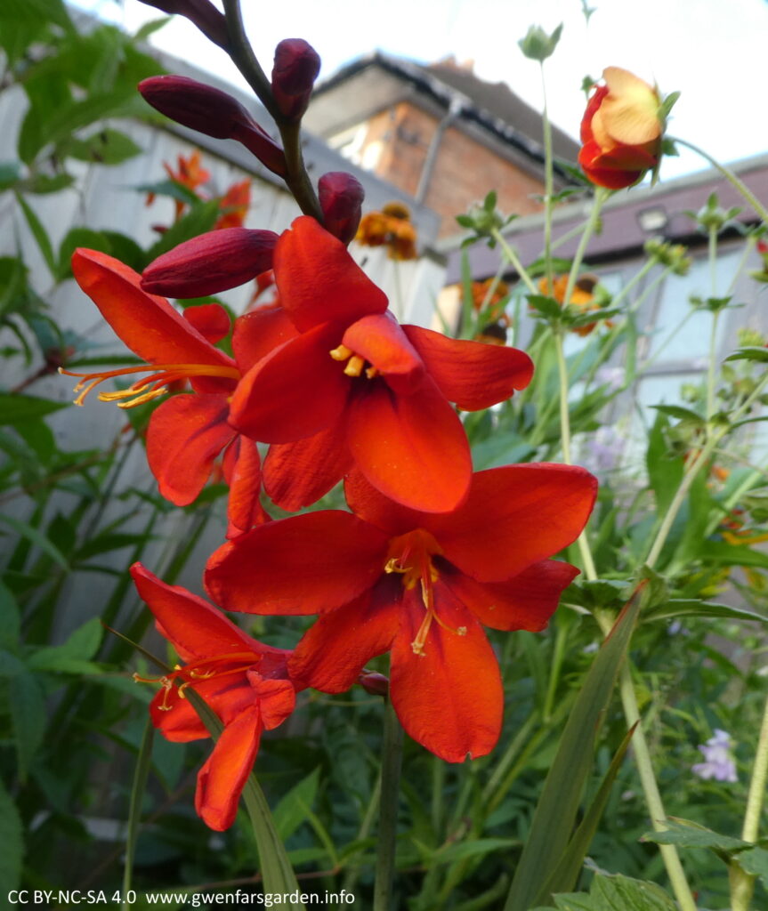 Close focus on some star-shaped bright red flowers on a stem with other flowers still as buds.