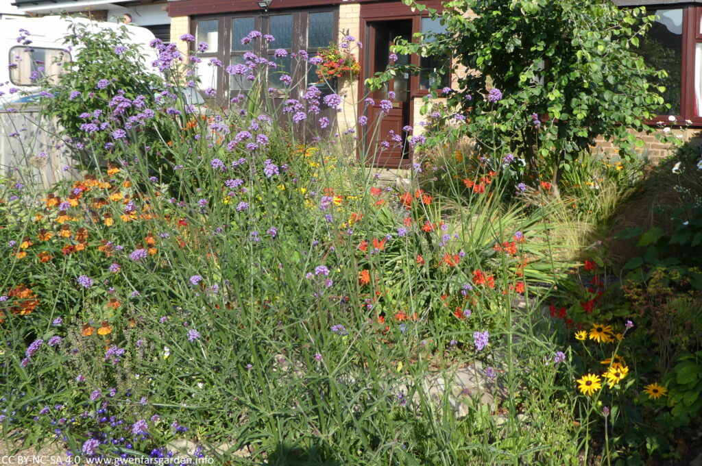 Looking from the right side of the footpath over the garden. A mix of plants in blues, purples, reds, oranges and yellows.