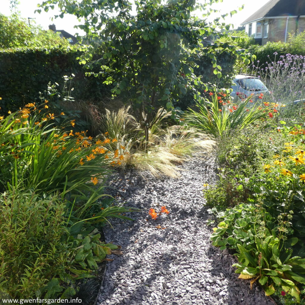 An overview of the front garden from the from of the house looking towards the street. In the middle is a quince tree with a path around it. On both sides of the path are a mix of flowering plants and evergreen shrubs.