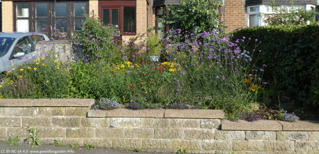 With the hedge gone, new plants have been added and have been growing over the summer. The wall separating our garden from the footpath has nothing sitting on top of it. This is the front garden yesterday. 