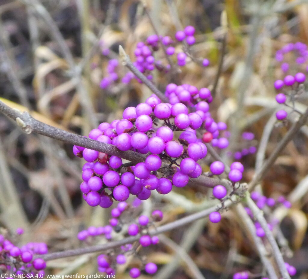 Callicarpa: a collection of small purple-pink berries coming off a stem of a medium sized shrub.