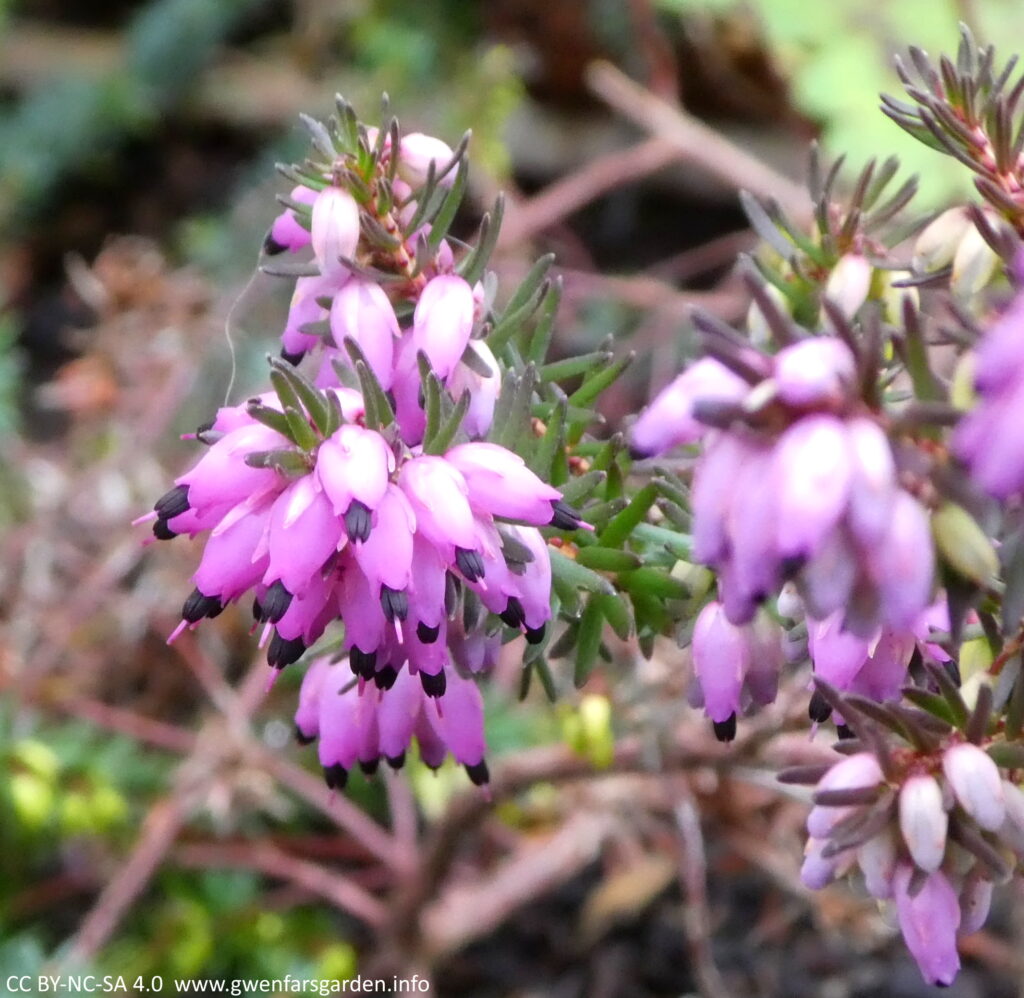 Heather 'Kramer's Rote': several purple-pink heather flowers coming off small branches of green thin and pointy green leaves.