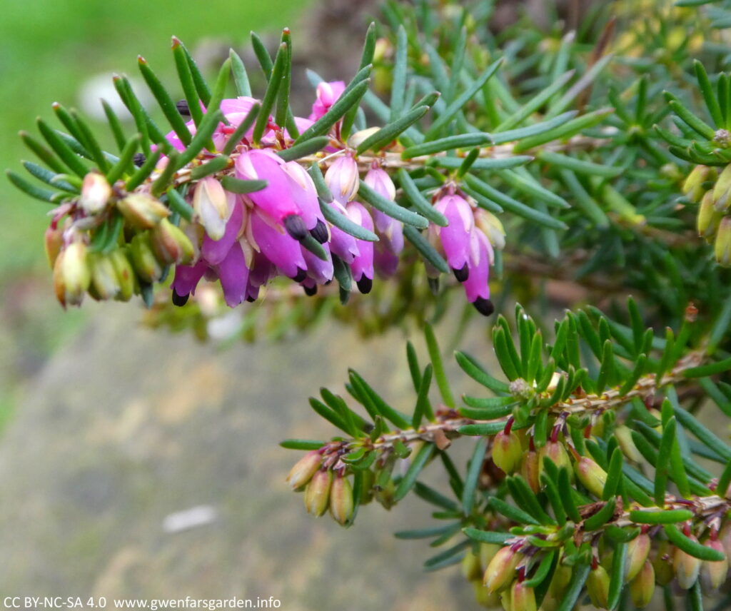 Heather 'Eva': slightly deeper and more pink-purple heather flowers with the thin and pointy leaves.