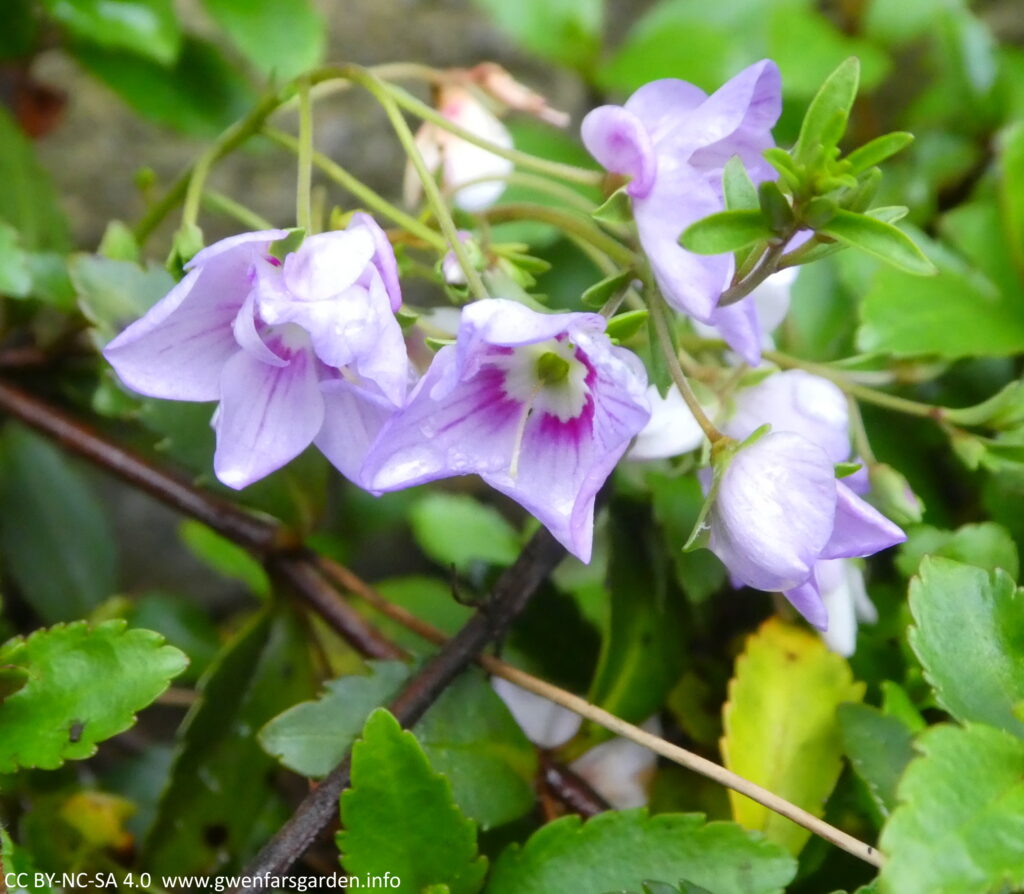 Parahebe: small lilac and pink flowers amongst green foliage.