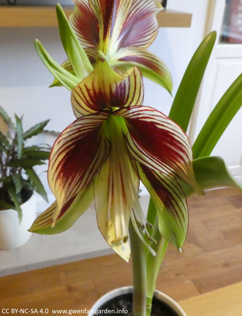 A large creamy-green flower with a small green throat, with burgundy stripes and touched with green on the reverse of the petals. Behind the flower are two tall thick daffodil-like leaves, and you can see the back of a second flower as well.