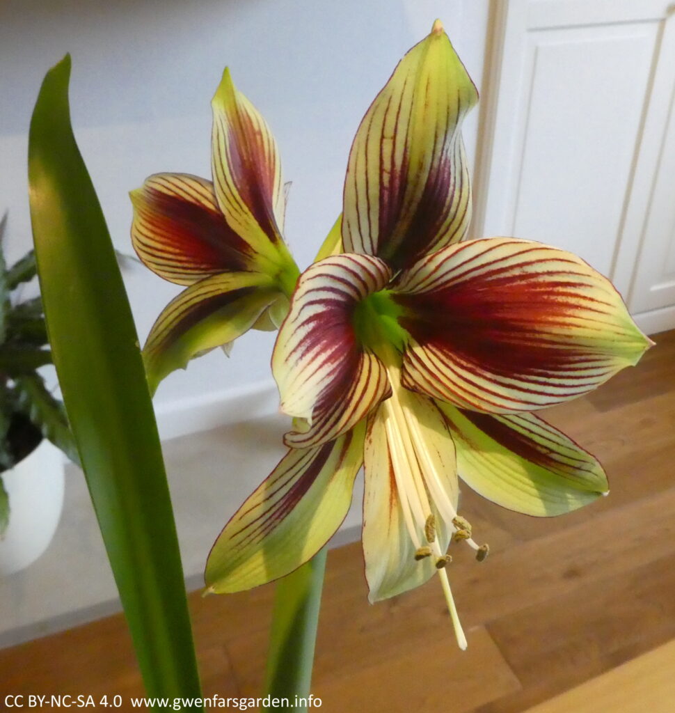 A large creamy-green flower with a small green throat, burgundy stripes and touched with green on the reverse of the petals. To the left is a single tall thick daffodil-like leaf, and you can see the back of a second flower as well.