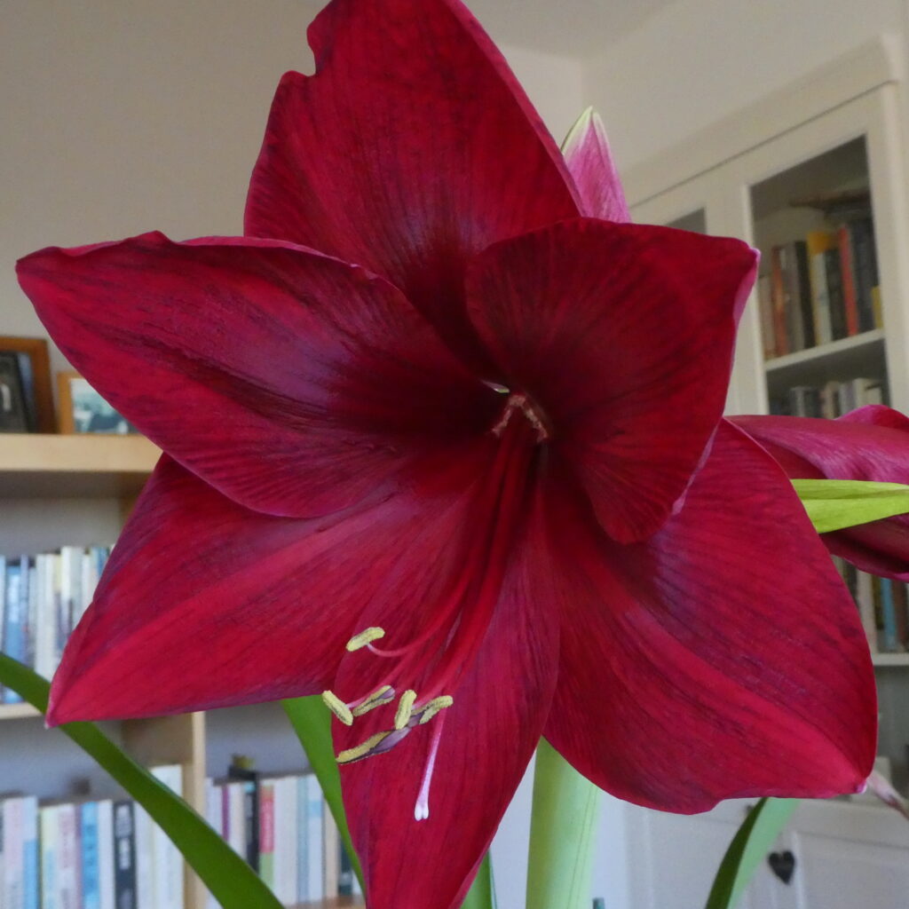 A close up of a flower that is as large as your hand, looking slightly down to the left. It is a deep dark red, with rich velvety petals that have purple markings through them.
