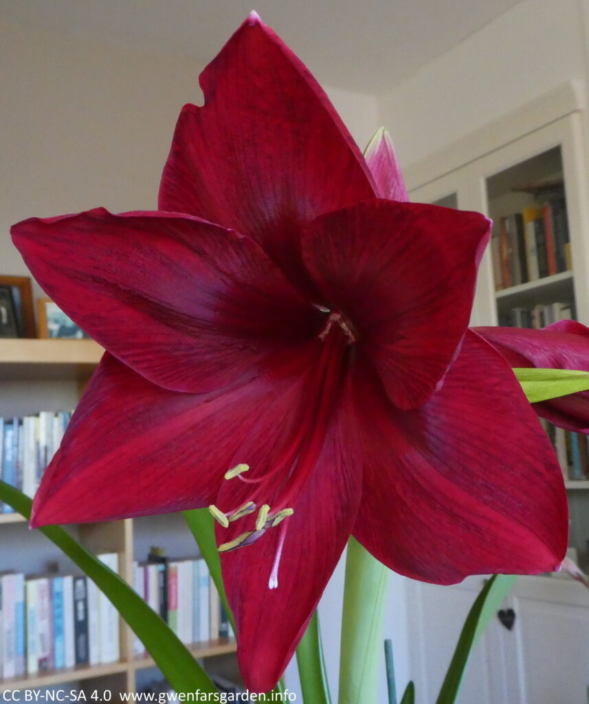 A close up of a flower that is as large as your hand, looking slightly down to the left. It is a deep dark red, with rich velvety petals that have purple markings through them.