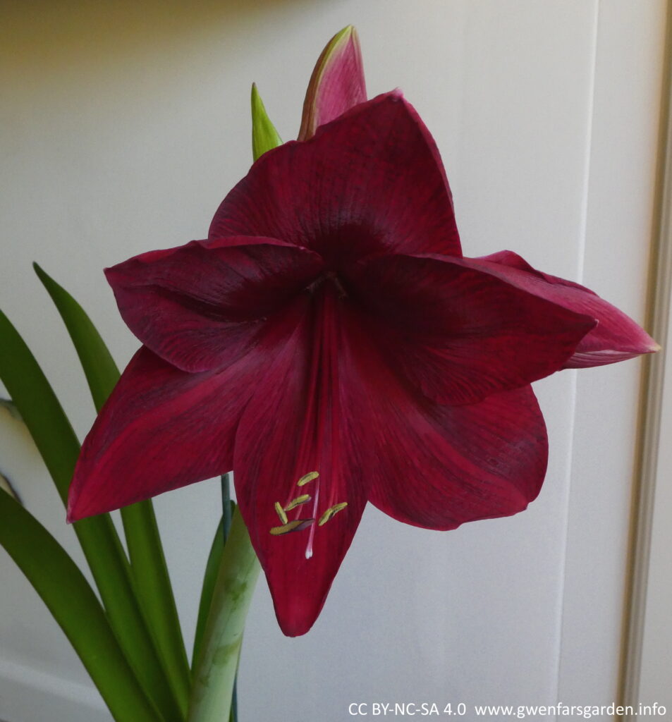 A close up of a flower that is as large as your hand, looking slightly down to the right. It is a deep dark red, with rich velvety petals that have purple markings through them.
