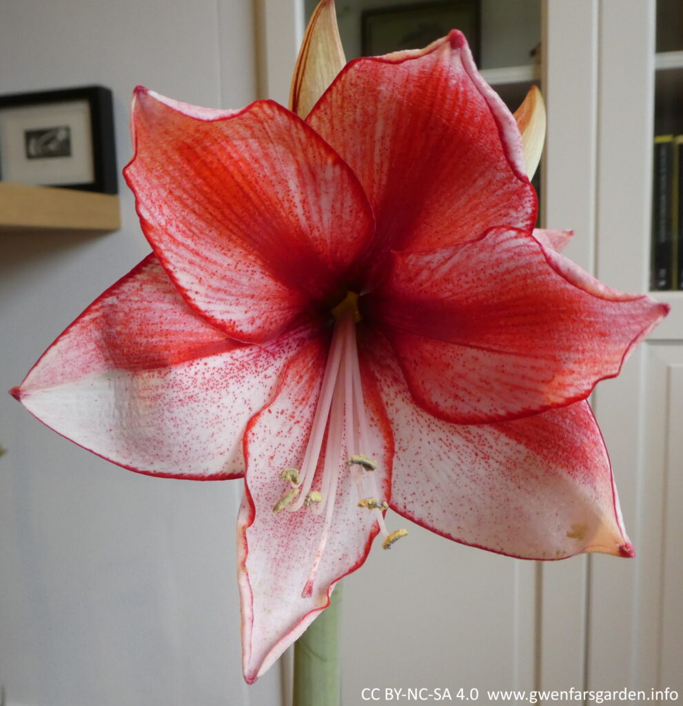 A single large flower, about as big as a smaller adult hand. Its white flowers are flushed with raspberry-red petals.