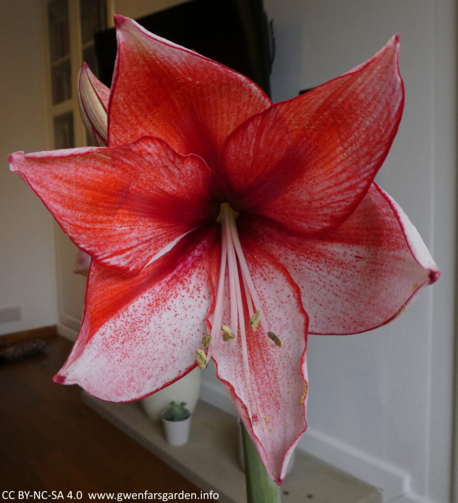 A single large flower, about as big as a smaller adult hand. Its white flowers are flushed with raspberry-red petals.