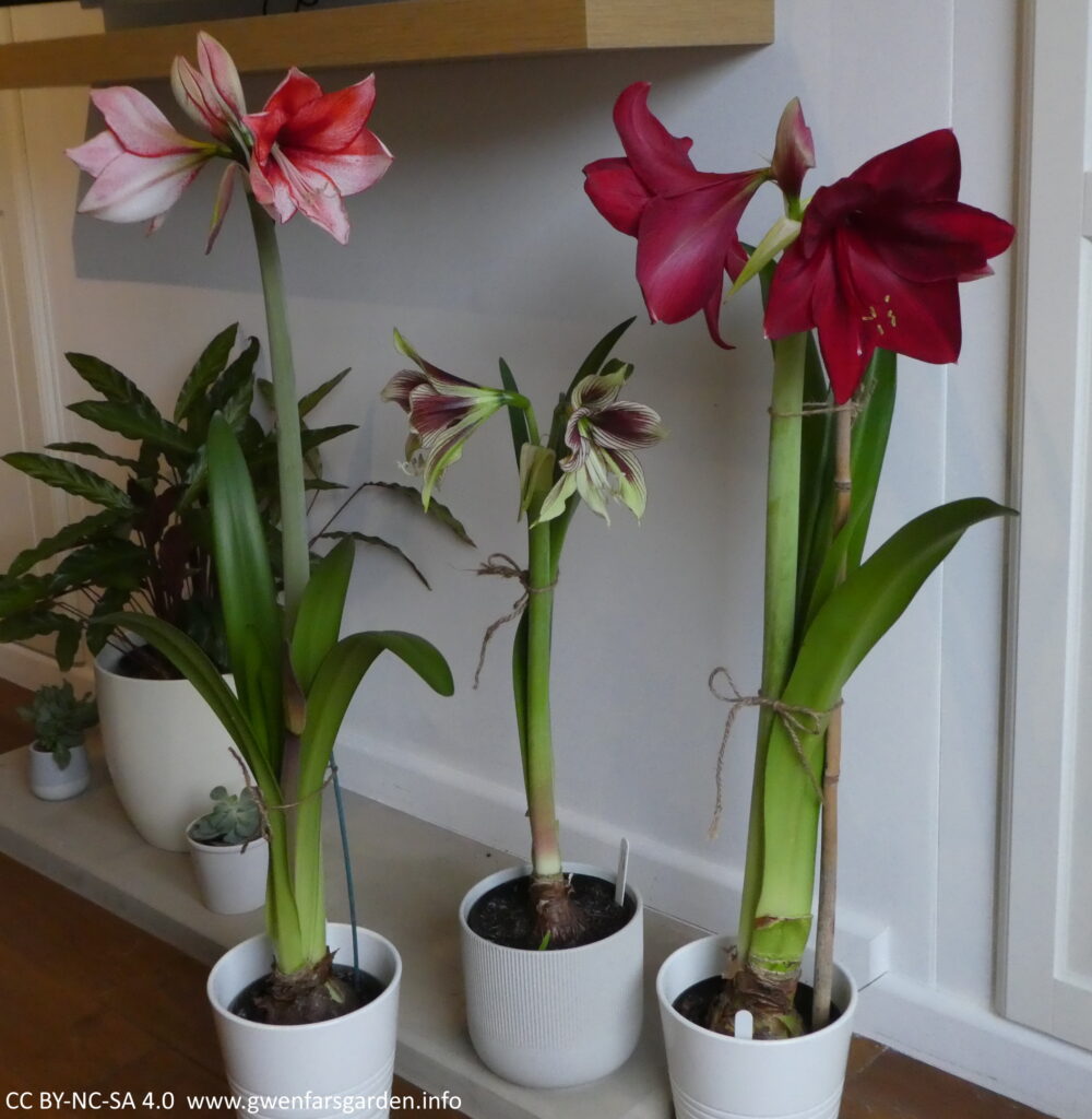 Three white pots with tall flowering Amaryllis flowers. On the left is Chrisma, in the middle is Papilio, and on the right is Red Pearl.