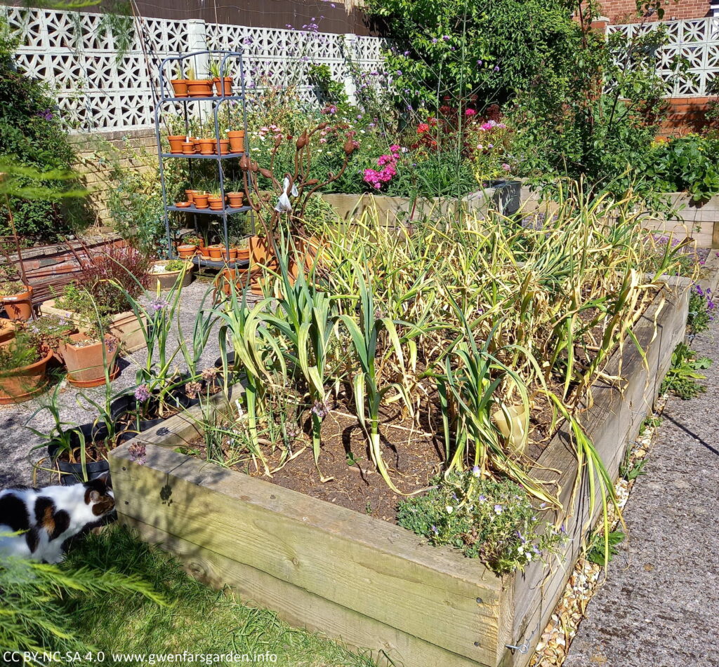 A wooden raised bed full of dying off garlic plants. Behind and around the bed, are plants in pots, other wooden raised beds, and a white cat with tabby markings in the bottom left hand corner, sniffing things out. 