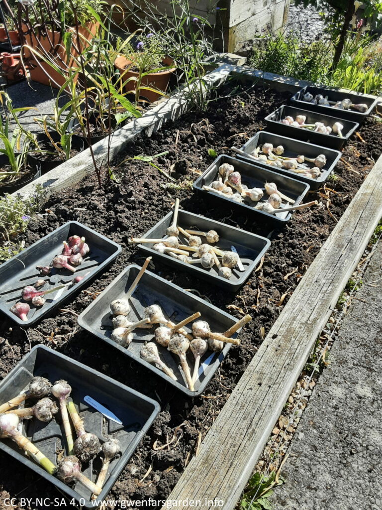 Eight black trays of harvested garlic sitting on top of the soil in the wooden raised bed. The foliage has been cut off and you can just see the bulbs and a bit of stem.