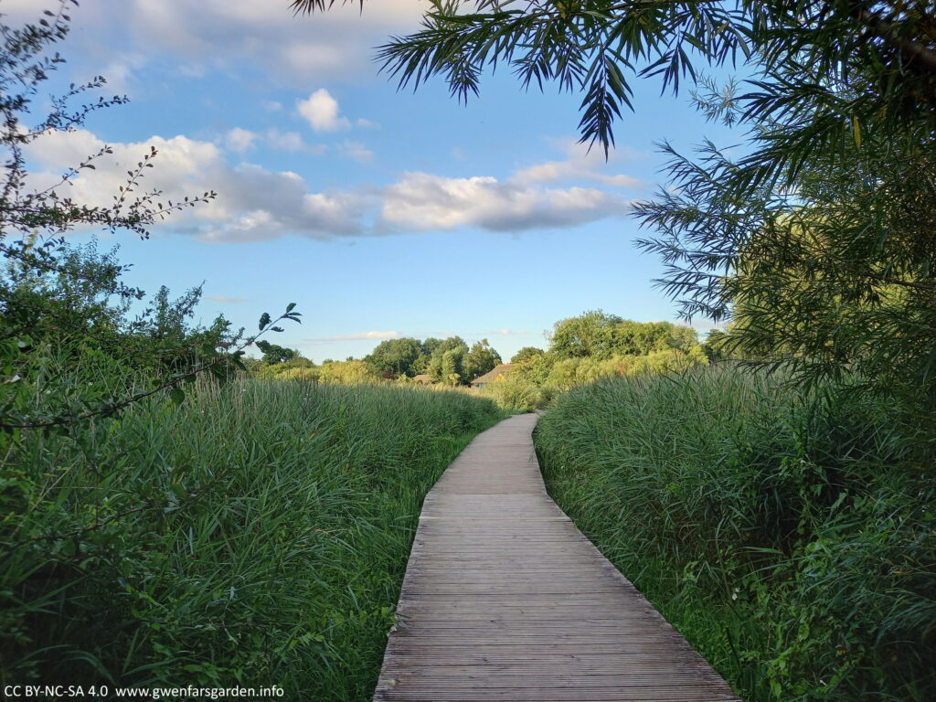 Early August, a boardwalk in the middle stretching into the distance. On either side are green reeds and grasses, and some trees on the right. In the middle distance is a building, which is the lake's cafe.