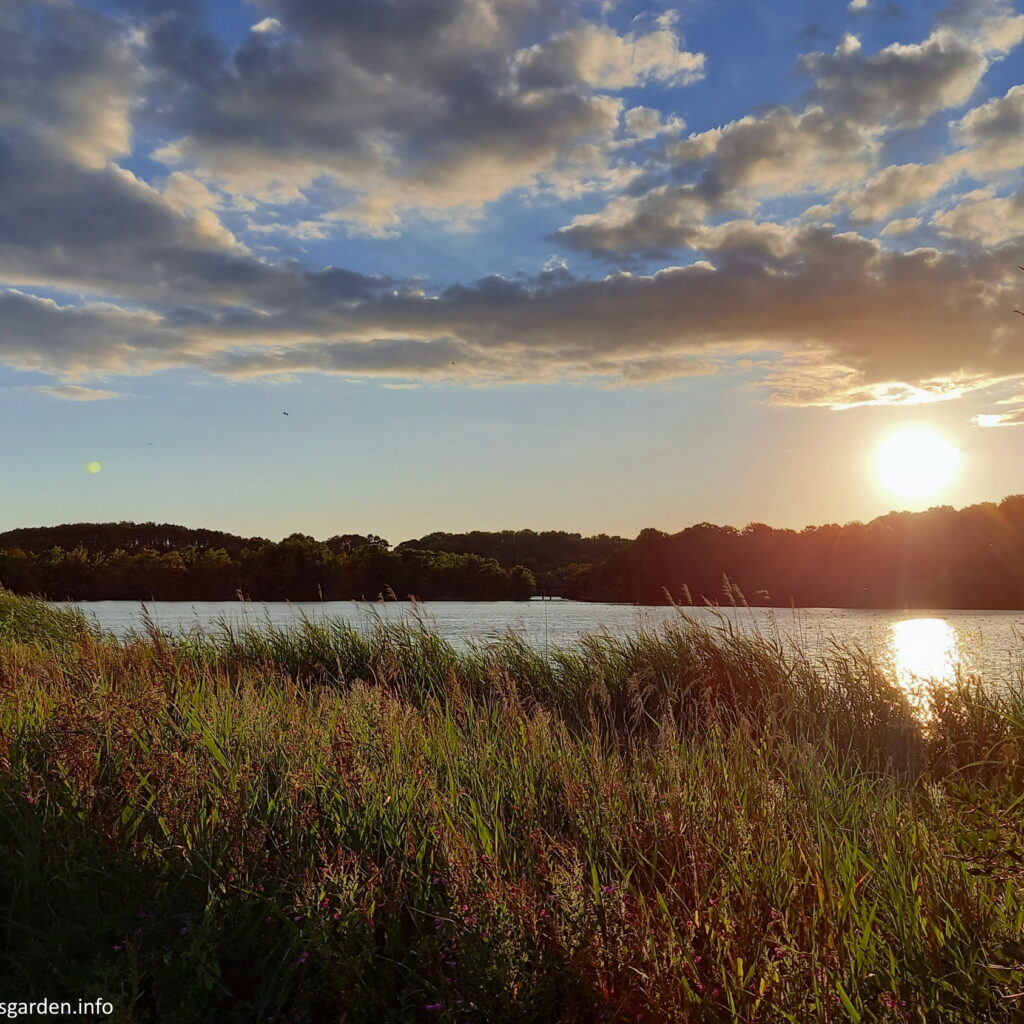 Early August. An overview of one of the lakes with the camera looking into the sun. There are reeds and grasses, with the light catching the tips of the grass flowers which look kind of red and glowing. The sky is blue interspersed with clouds.