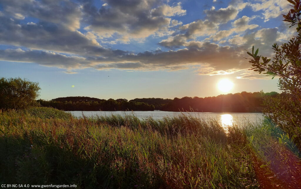 Early August. An overview of one of the lakes with the camera looking into the sun. There are reeds and grasses, with the light catching the tips of the grass flowers which look kind of red and glowing. The sky is blue interspersed with clouds.