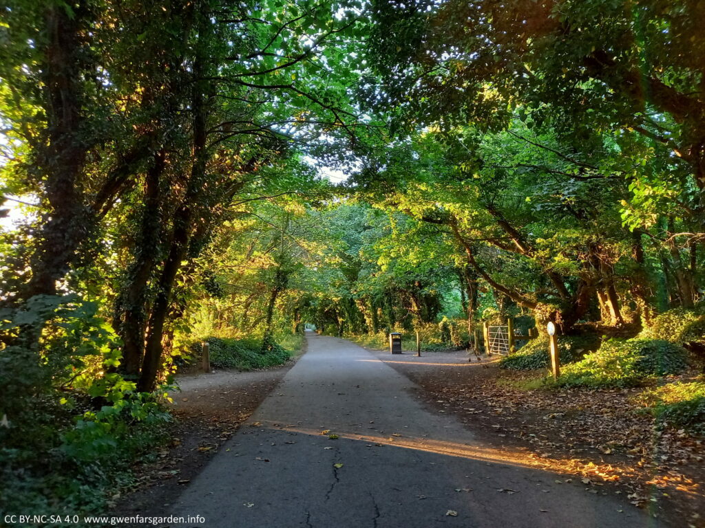 August, mid-afternoon. An asphalt path in the middle of the picture stretches into the distance. It is surrounded by trees on both sides, which give it a tunnel -like appearance. The afternoon sun sneaks through gaps in the trees and gives some of the leaves and the path a beautiful glow. It looks very inviting.