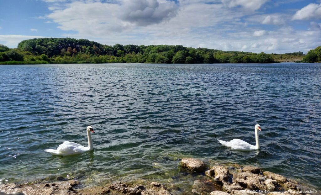 A couple of white swans near the edge of one of the lakes. The water is blue-green and has ripples from the wind. Further back are trees edging the lake. The sky is blue but becoming overcast with clouds.