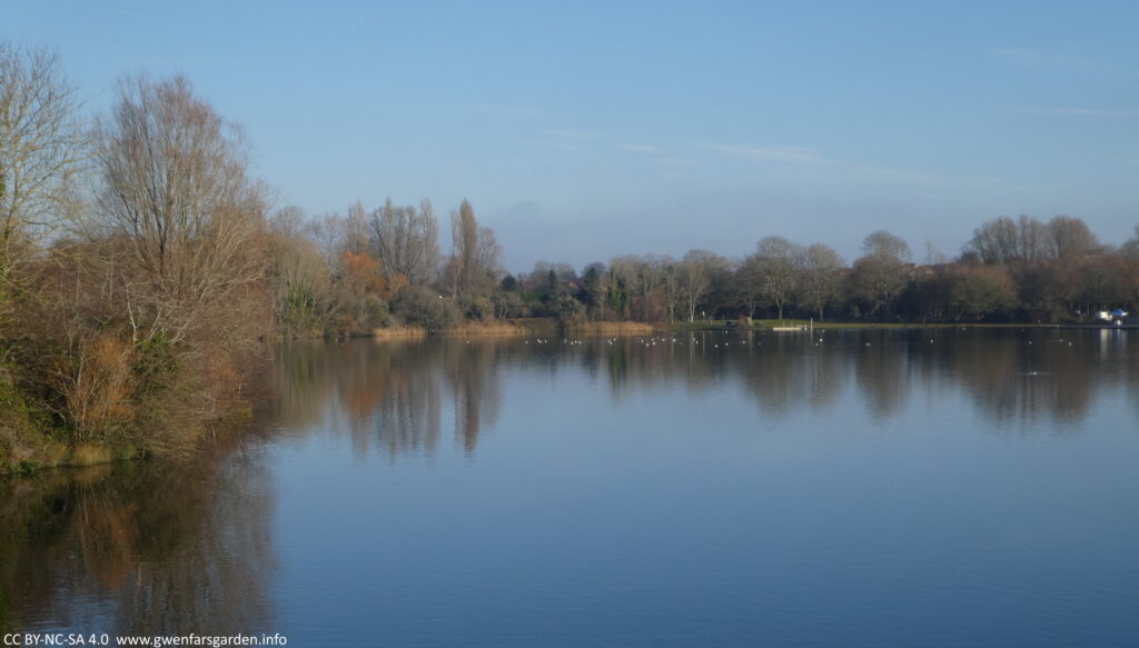 A view of a lake with dots of white in the distance, being a mix of birds on the water. There are trees to the left and then going across the middle of the photo, with the blue of the lake matching the blue of the sky, with clouds in the distant horizon.