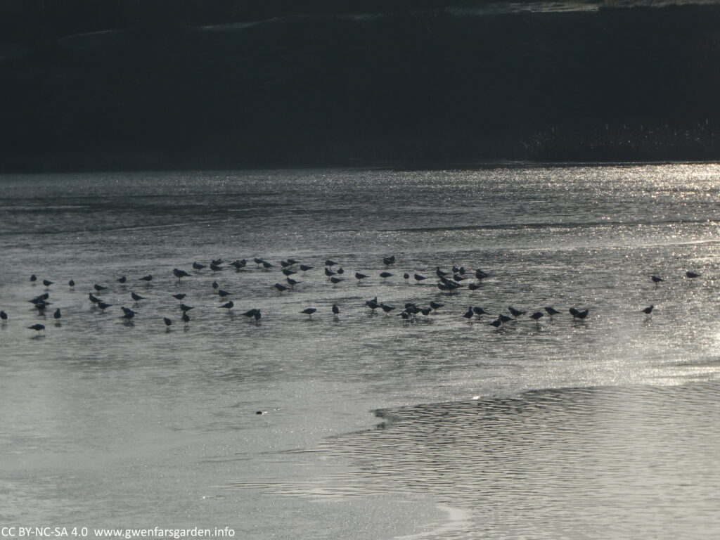 An almost black and white photo, as it was taken directly into the sun. It's one of the lakes, partially frozen with about 50 ducks standing on the ice.