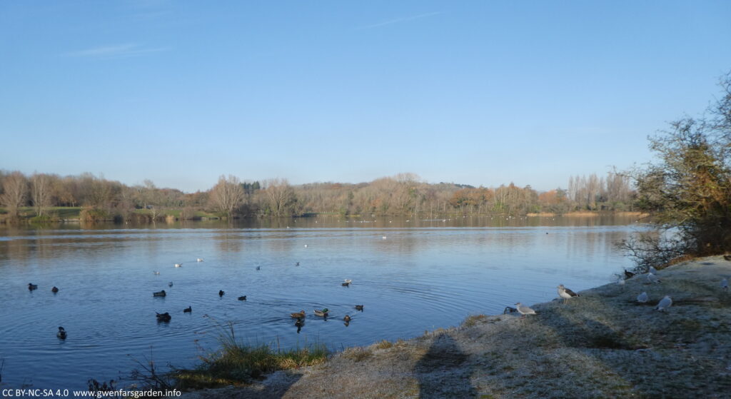 An overview of one of the lakes, standing near the grassy edge of one side, with trees and the other side of the lake in the middle distance. There are ducks and seagulls both in the water and on the land. The sky is clear blue.