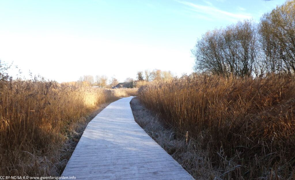 A frosted boardwalk in the middle stretching into the distance. On either side are orange-brown reeds and grasses, and some trees on the right. In the middle distance is a building, which is the lake's cafe.