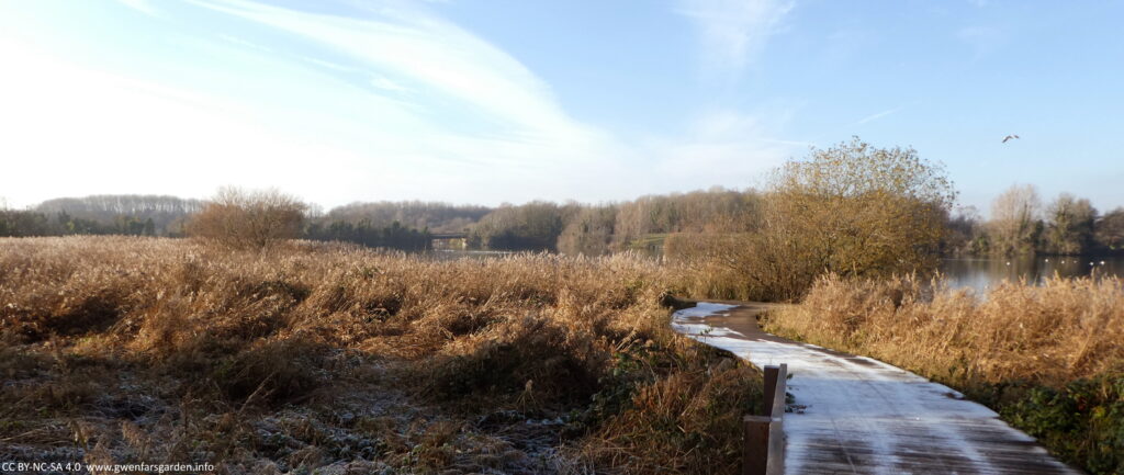 An overview of one of the lakes, more the golden-brown grass and reeds, which have been slightly flattened due to frost. On the right side is a boardwalk that has some frost still on it, but other parts have melted because of the sun. The sky is a mix of cloudy to the left and becoming clearer to the right.