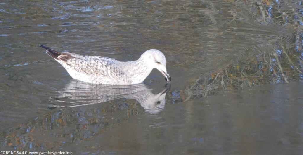 A seagull sitting in the water, with it's beak just open, as it tries to chip away at some of the frozen lake. You can see a reflection of the bird in the water and ice.