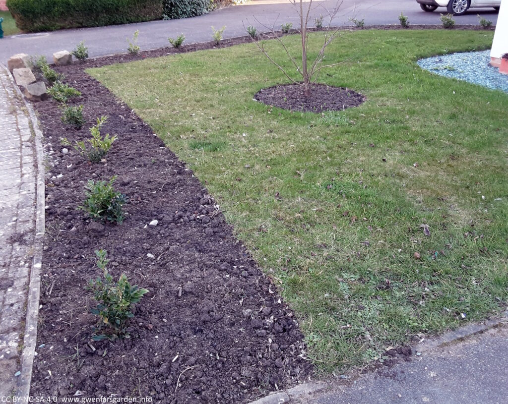 A front garden that was just lawn but now how a border around the edge of it with 19 young Sarcococca plants spaced 1m apart. In the middle is a round bed that has a leafless tree, Acer griseum, and the young shoots of bulbs coming out of the soil