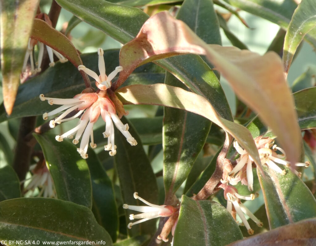 Several clusters of white flowers, which are actually the stamens, the petals are the tiny pink bits at the base of the stamens. The flowers sit amongst the greenish-red long slender leaves.