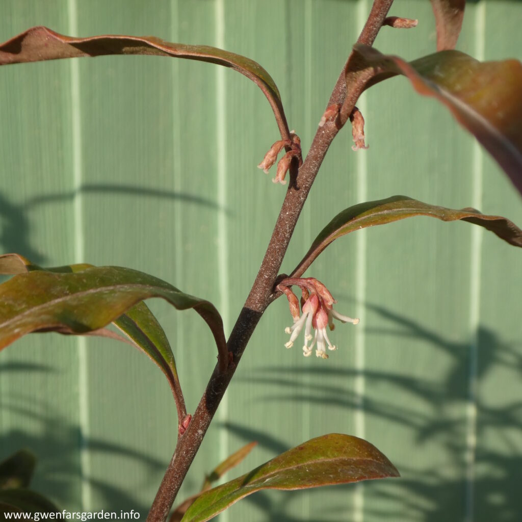 Focus on a single stem of the shrub. The stem is a dark purple, though looks purple-reddish white the bright sunlight on it. There is one cluster of small white flowers coming off from the stem, with some smaller clusters developing but only the pinkish outer layer of the flower currently shows. The leaves are long and slender and are a green-red colour.