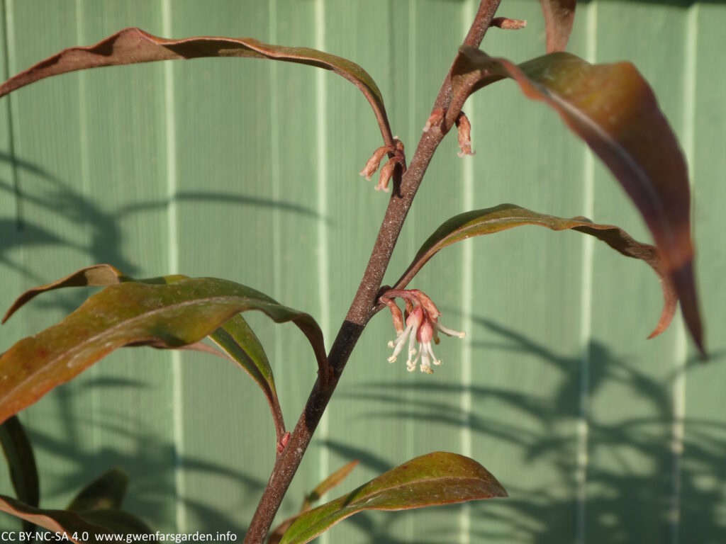 Focus on a single stem of the shrub. The stem is a dark purple, though looks purple-reddish white the bright sunlight on it. There is one cluster of small white flowers coming off from the stem, with some smaller clusters developing but only the pinkish outer layer of the flower currently shows. The leaves are long and slender and are a green-red colour.