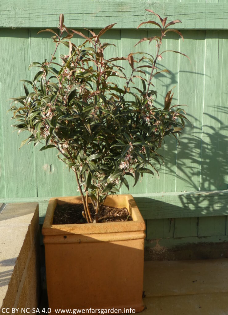 A young shrub in a terracotta pot, against a light green fence. The shrub has green-red slender pointed leaves and the older stems look red-orange, but the young ones are purple. It has small clusters of white flowers throughout the shrub.