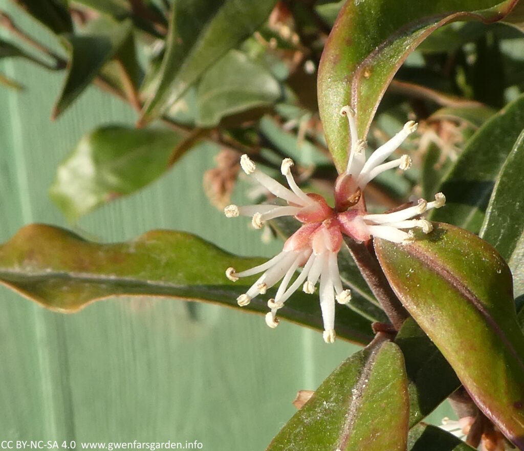 Bright sunlight focusing on one cluster of the flowers. The flowers are really just white stamens sticking out, the pink petal at their base are not very noticeable.